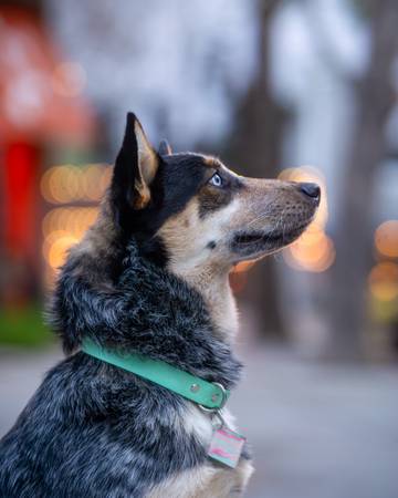 Australian Cattle Dog / Blue Heeler rehome (San Jose)63890025362947120