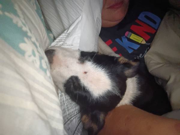 Mixed breed puppy (Hartselle)63660366624641122