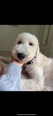 Cachorro Golden Doodle de 9 meses necesita reubicación (Kirkland)63853558317825121