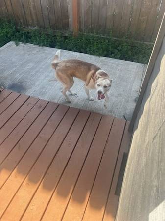 3y/o red female Husky needs home (Gresham)63842374623363121