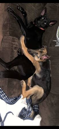 Rehoming 2 German Shepards63882391942145120