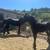 Potrillos Friesian 6 thumbnail