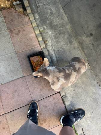 Dog 1