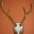 Taxidermy - Antlers/Sheds - Elk , Moose , Sika , Axis, Fallow and WT 11 thumbnail
