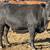 155 Three Thru Five Year Old Bred Cows 24 thumbnail