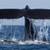 Robalo Sport Fisher Membership -PRIVATEFLEET.COM 11 thumbnail
