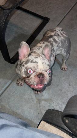 French bulldog63873028077187120