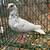 High Flying Tippler Pigeons - $15 (Kingsville) 4 thumbnail