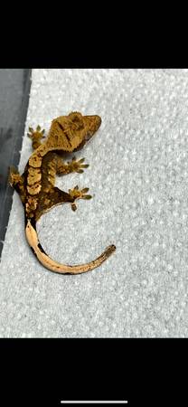Múltiples geckos crestados63656829472129120
