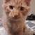 Little Fluffy one 8 thumbnail