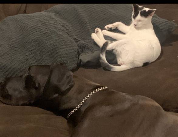 Male kittens in need of homes asap! (Stroudsburg)63654757551747123