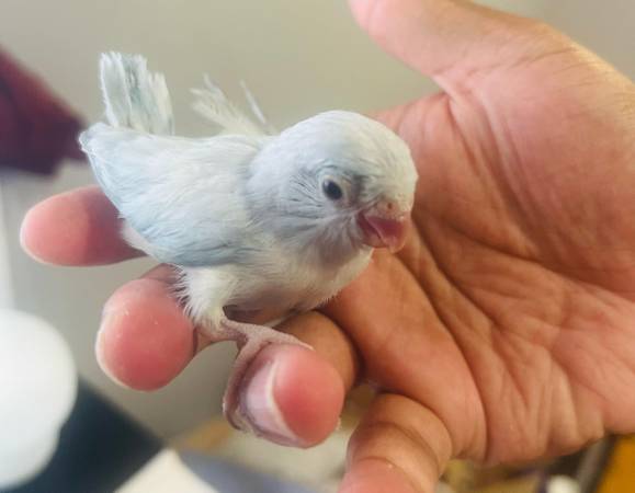 Loro pequeño macho domesticado $12063690278532609120