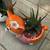 Zebra & Flow succulents in cute animal planters 2 thumbnail