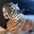 Lifesize Wooden Tiger Sculpture 4 thumbnail