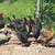 Pullets for sale 1 thumbnail