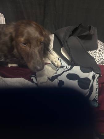 Little Man needs a Best friend (Puyallup)63949211854722121