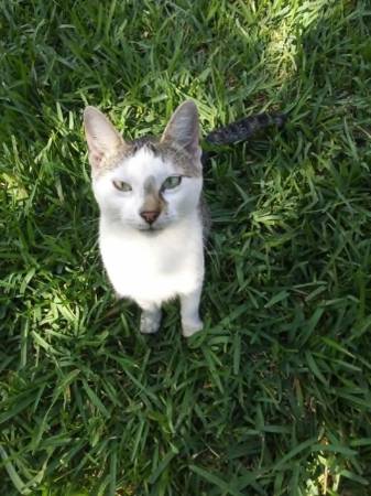 Found cat in Rio del Sol Subdivision 1