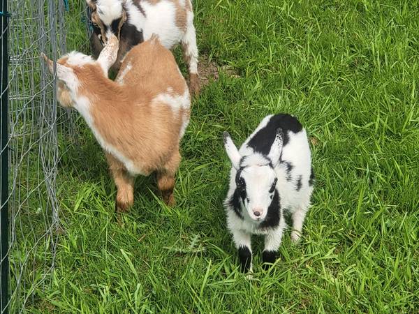 Cabras enanas nigerianas ADGA (Monroe)63443577080835121
