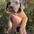 Cane corso 7 thumbnail