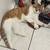 Male orange tabby rehoming 4 thumbnail