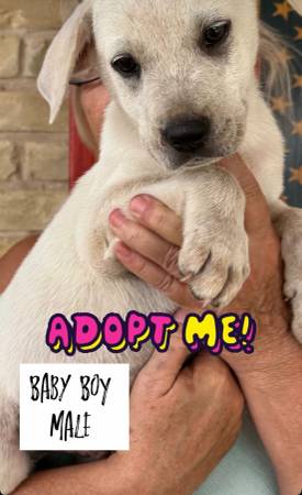 Puppies (San Antonio)63373486331009124