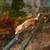 Crested Geckos 3 thumbnail