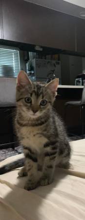 Kitten63895727314434120