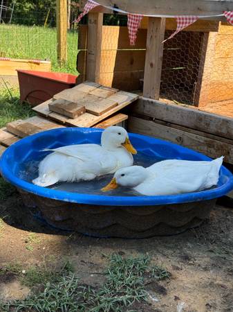 Ducks 1