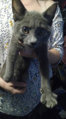 gatito necesita un buen hogar (Summerfield)