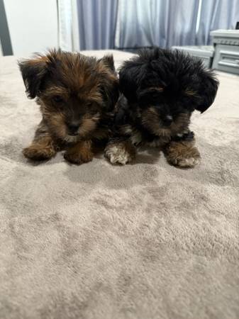 Shih tzu puppies 1