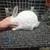 Young new zeland bunnies 2 thumbnail