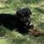 Dog 1 thumbnail