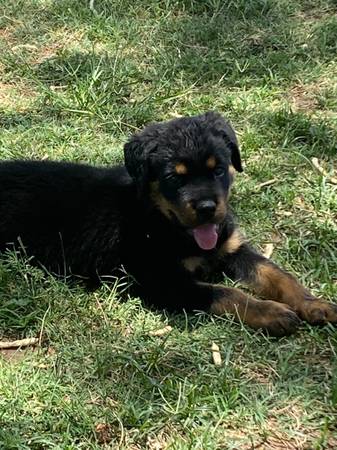 Dog 1