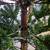 Artificial Christmas Tree ***PENDING PICKUP* 3 thumbnail