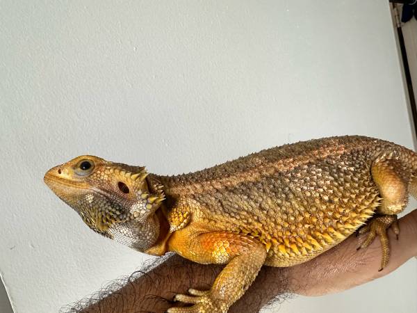 Bearded dragon $300 (Bronx)63923587888771120