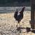 Chickens 3 thumbnail