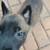 BELGIAN MALINOIS 7 thumbnail