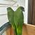 Canary wing 5 thumbnail