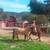 PASTURE BOARDING 7 thumbnail
