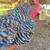 Chicken run, coop and chickens 7 thumbnail
