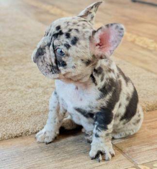 Bulldog puppiesLooking 1