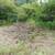 Land Clearing Brush Cutting 1 1/2 acres Wooded Area 3 thumbnail