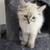 Ragdoll Mix Kitten 2 thumbnail