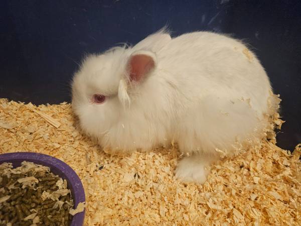 Snow white lionhead bunny (Henderson)63860184280835120