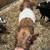 Mini highland/ belted bull calf 3 thumbnail