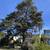 LICENSED*TREE TRIMMING*TREE REMOVALS *LICENSED**FRIENDLY** 2 thumbnail