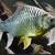 Monster fish for sale 2 thumbnail