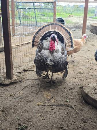 Heritage Turkey Tom 1