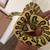 Carpet Python 1 thumbnail