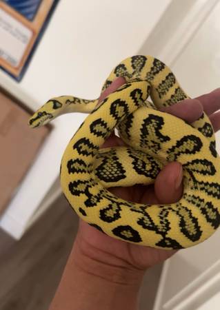 Carpet Python 1